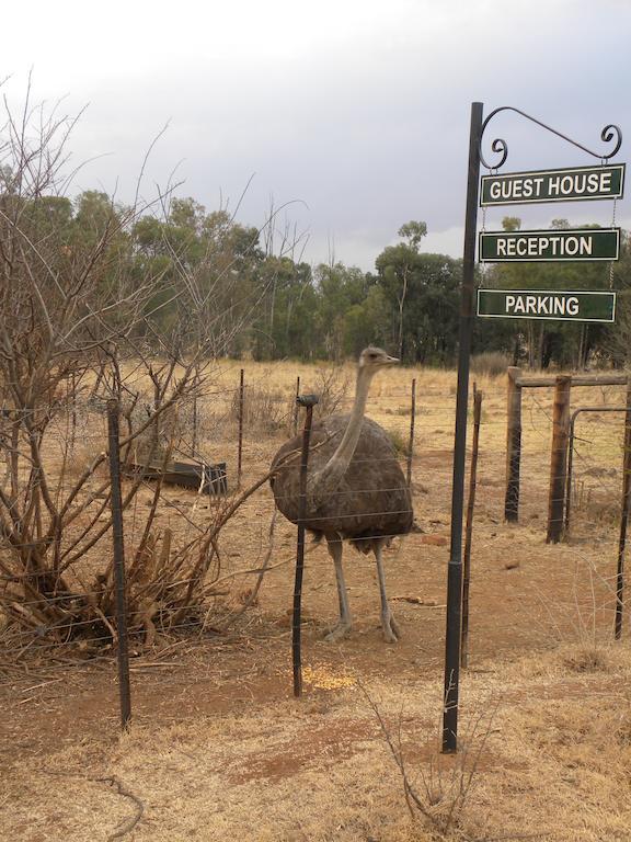 Olive Hill Country Lodge Bloemfontein Buitenkant foto